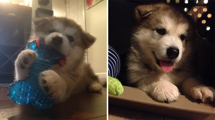 THEN & NOW: This Dog Destroys Every Stuffed Animal Except This One THEN & NOW: This Dog Destroys Every Stuffed Animal Except This One