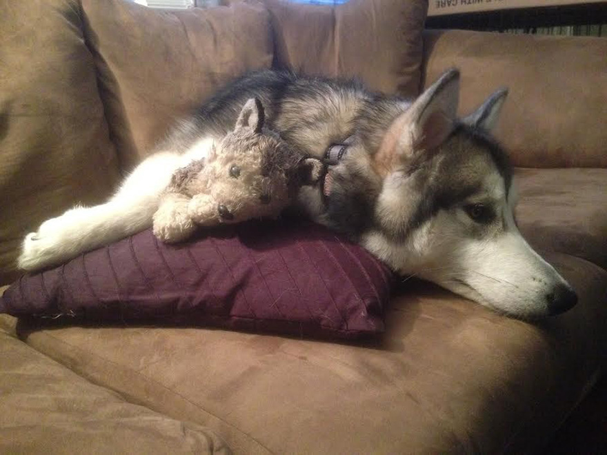 THEN & NOW: This Dog Destroys Every Stuffed Animal Except This One THEN & NOW: This Dog Destroys Every Stuffed Animal Except This One