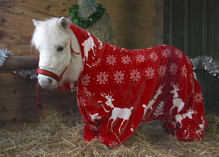 Foursie: New Festive Onesie For Ponies To Keep Them Warm Foursie: New Festive Onesie For Ponies To Keep Them Warm