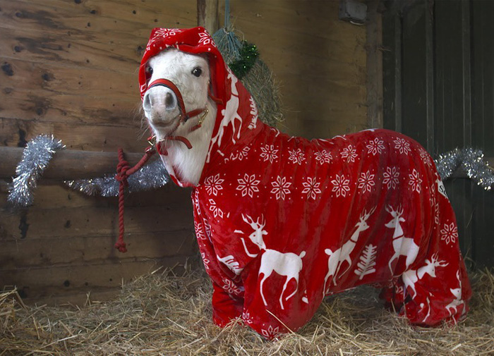 Foursie: New Festive Onesie For Ponies To Keep Them Warm Foursie: New Festive Onesie For Ponies To Keep Them Warm
