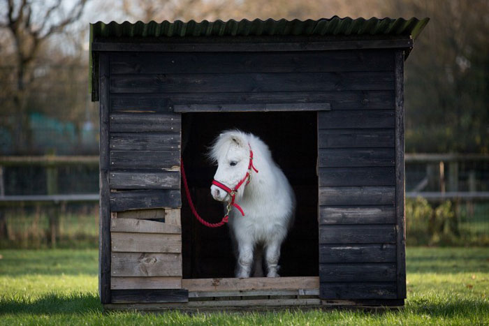 Foursie: New Festive Onesie For Ponies To Keep Them Warm Foursie: New Festive Onesie For Ponies To Keep Them Warm