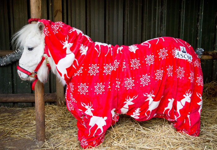 Foursie: New Festive Onesie For Ponies To Keep Them Warm Foursie: New Festive Onesie For Ponies To Keep Them Warm