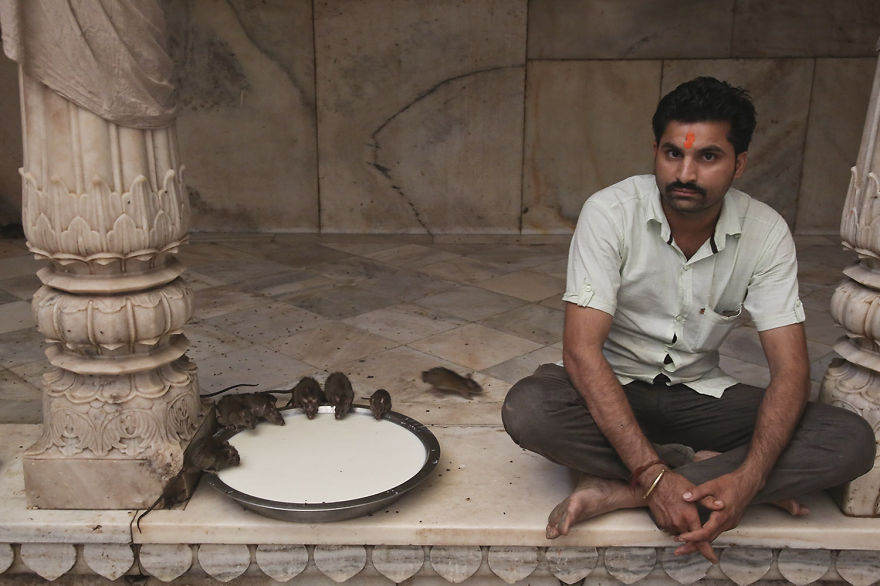 20,000 Rats Temple In India That I Visited Despite My Hygiene Worries