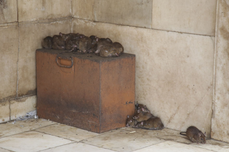 20,000 Rats Temple In India That I Visited Despite My Hygiene Worries