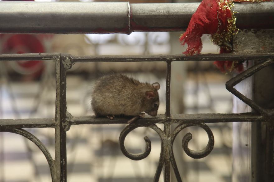 20,000 Rats Temple In India That I Visited Despite My Hygiene Worries