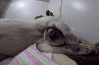 Abandoned Baby Polar Bear Sleeping With A Stuffed Animal Makes Cute Sounds Abandoned Baby Polar Bear Sleeping With A Stuffed Animal Makes Cute Sounds