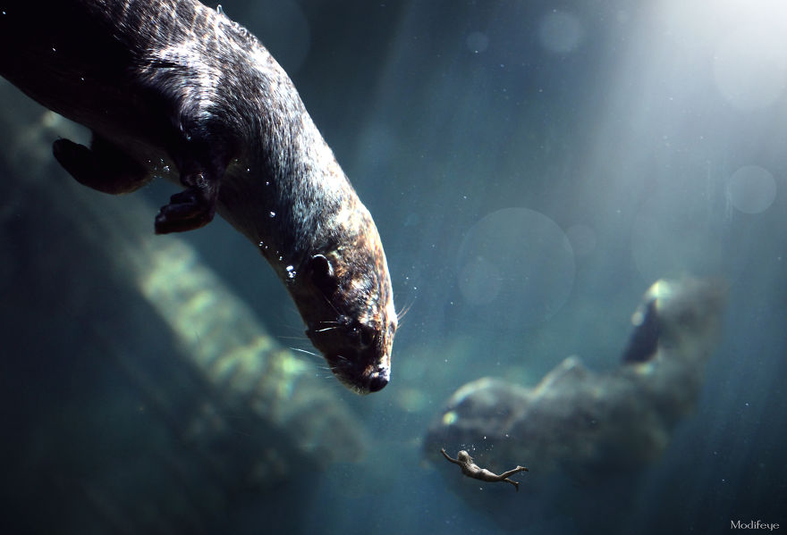 I Photograph Zoo Animals And Turn Them Into Surreal Images I Photograph Zoo Animals And Turn Them Into Surreal Images