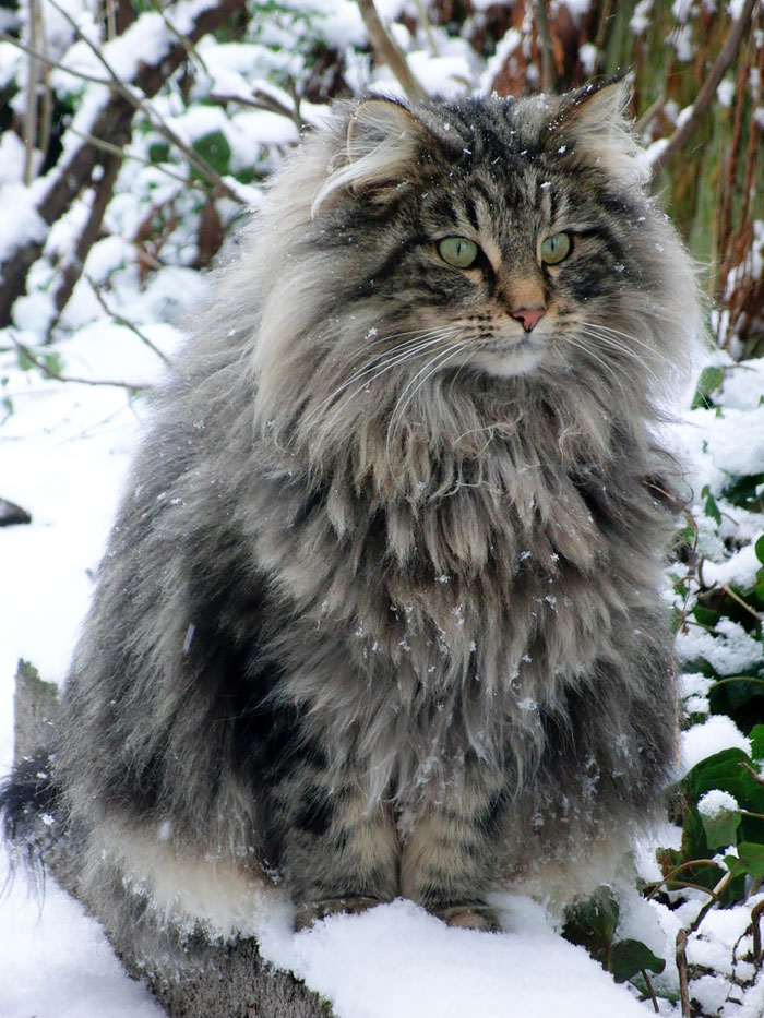 213 Of The Fluffiest Cats In The World 213 Of The Fluffiest Cats In The World