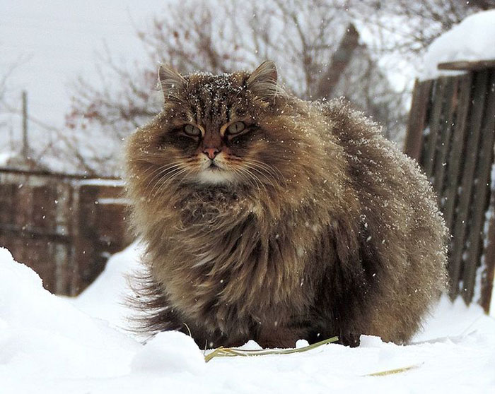 213 Of The Fluffiest Cats In The World 213 Of The Fluffiest Cats In The World