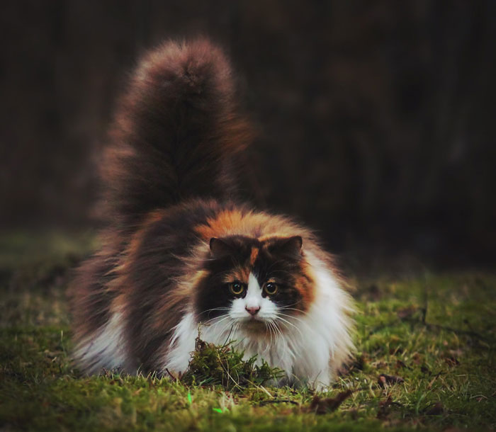 213 Of The Fluffiest Cats In The World 213 Of The Fluffiest Cats In The World
