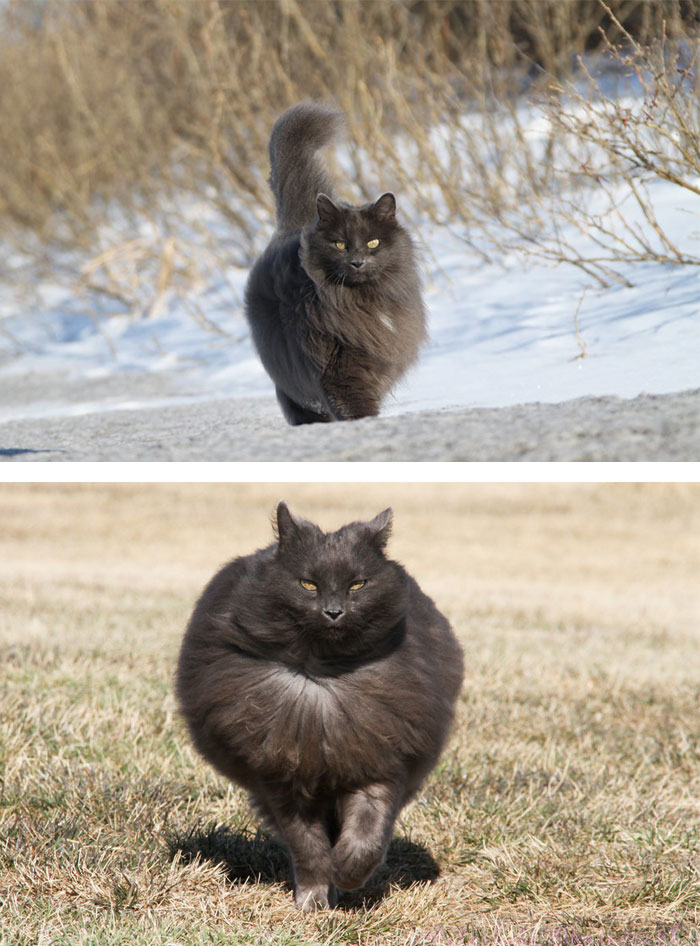 213 Of The Fluffiest Cats In The World 213 Of The Fluffiest Cats In The World