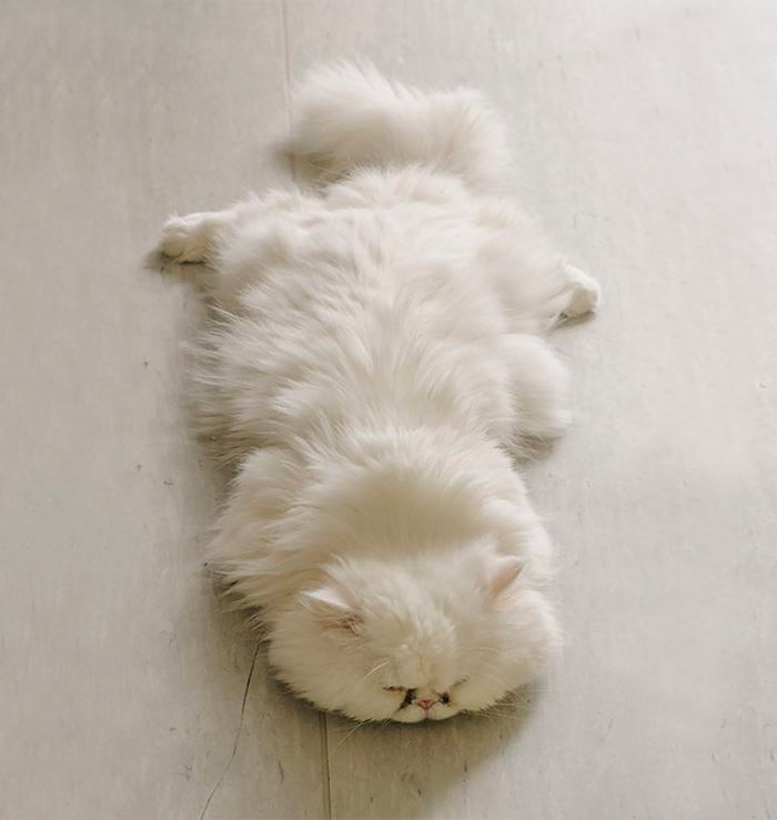 213 Of The Fluffiest Cats In The World 213 Of The Fluffiest Cats In The World