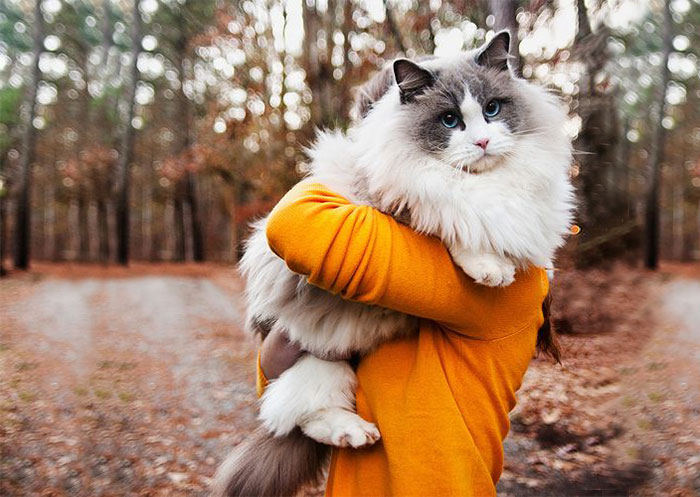 213 Of The Fluffiest Cats In The World 213 Of The Fluffiest Cats In The World