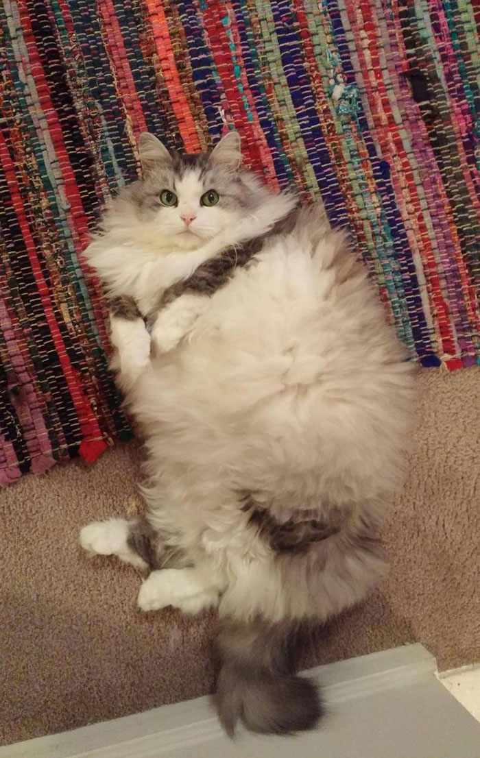 213 Of The Fluffiest Cats In The World 213 Of The Fluffiest Cats In The World