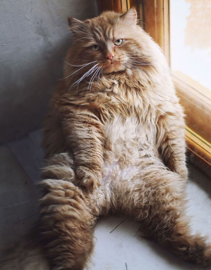 213 Of The Fluffiest Cats In The World 213 Of The Fluffiest Cats In The World