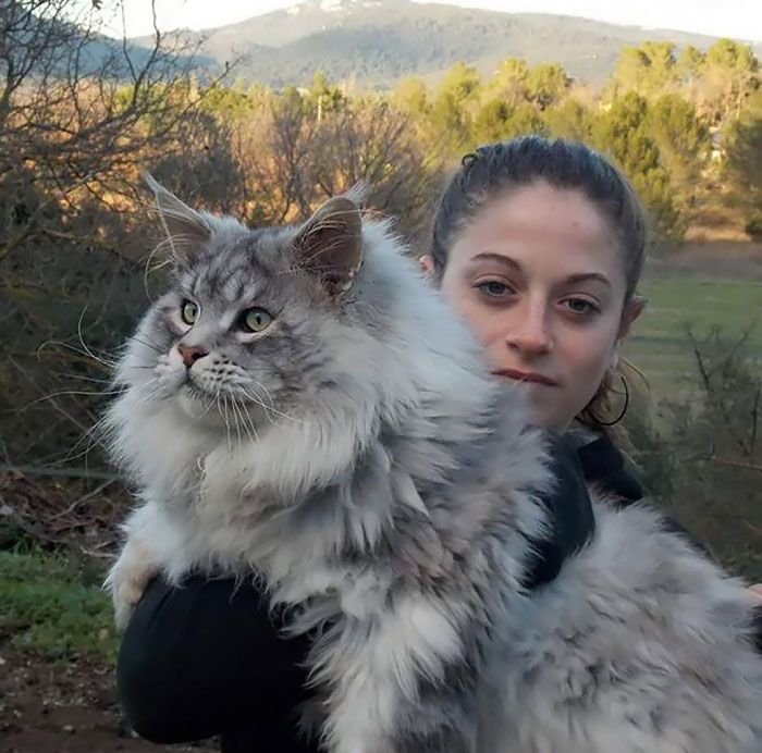 213 Of The Fluffiest Cats In The World 213 Of The Fluffiest Cats In The World