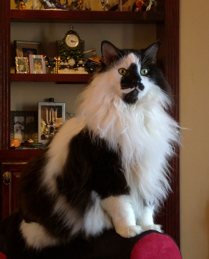 213 Of The Fluffiest Cats In The World 213 Of The Fluffiest Cats In The World