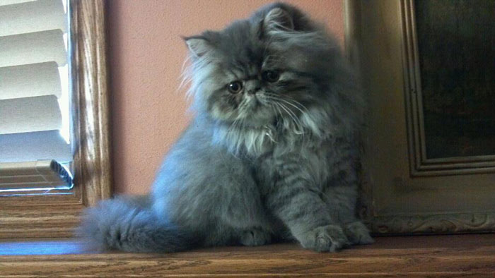 213 Of The Fluffiest Cats In The World 213 Of The Fluffiest Cats In The World