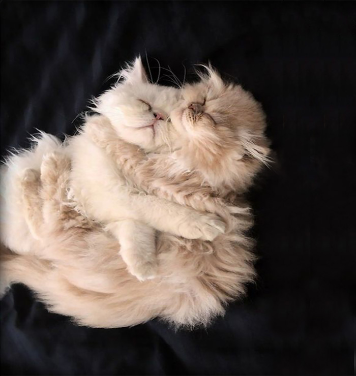 213 Of The Fluffiest Cats In The World 213 Of The Fluffiest Cats In The World