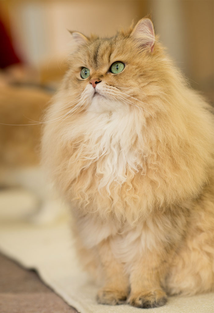 213 Of The Fluffiest Cats In The World 213 Of The Fluffiest Cats In The World
