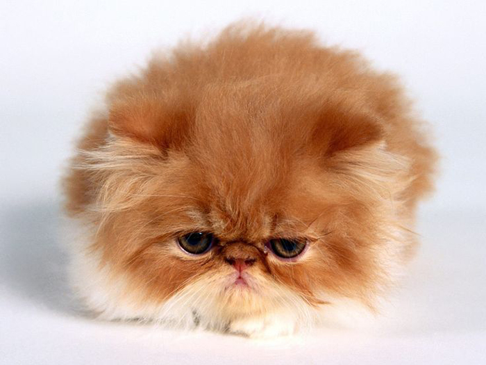 213 Of The Fluffiest Cats In The World 213 Of The Fluffiest Cats In The World