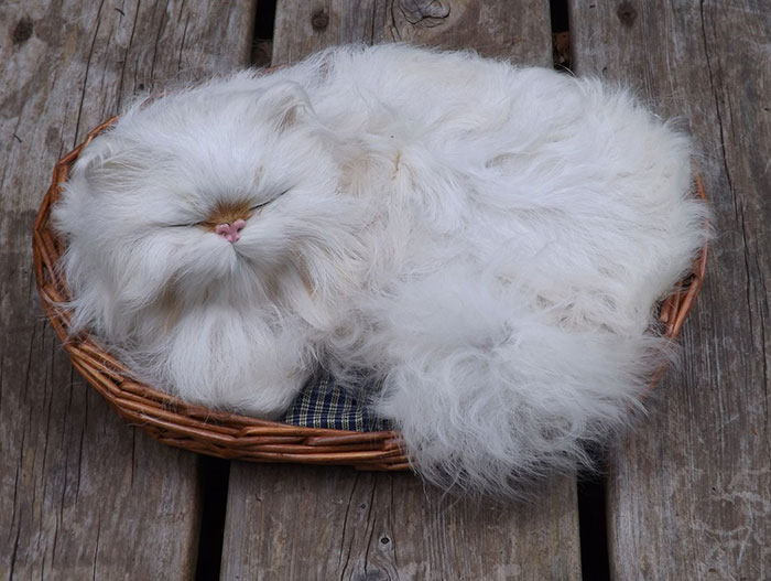 213 Of The Fluffiest Cats In The World 213 Of The Fluffiest Cats In The World