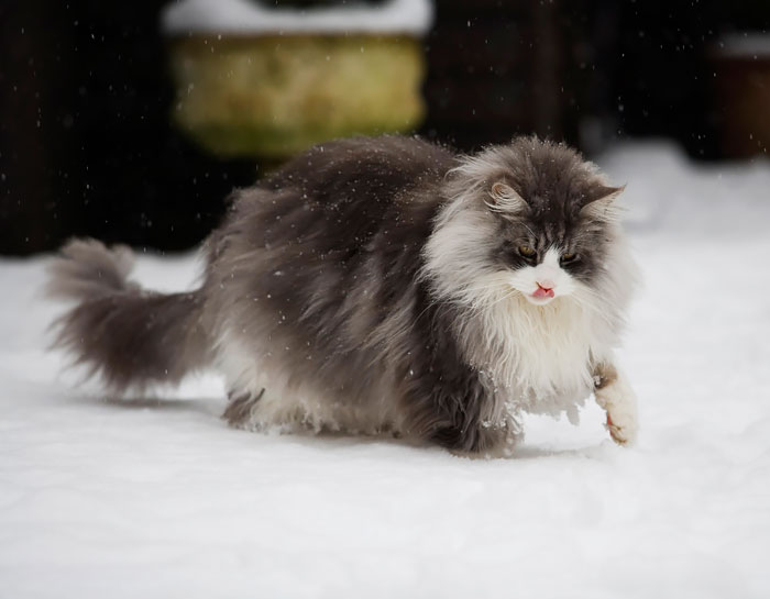 213 Of The Fluffiest Cats In The World 213 Of The Fluffiest Cats In The World