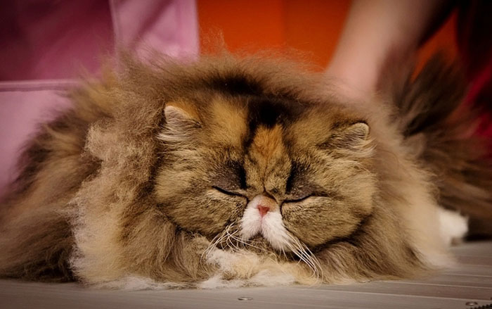 213 Of The Fluffiest Cats In The World 213 Of The Fluffiest Cats In The World