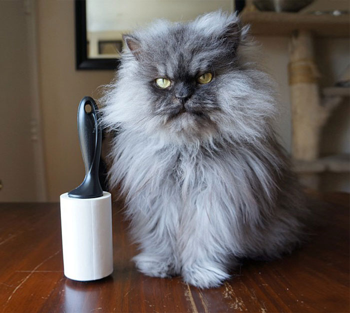 213 Of The Fluffiest Cats In The World 213 Of The Fluffiest Cats In The World