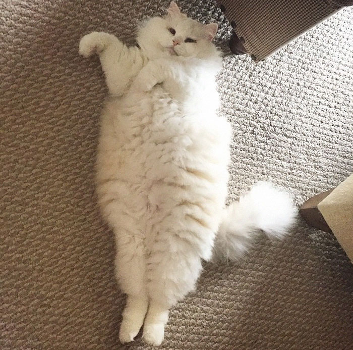 213 Of The Fluffiest Cats In The World 213 Of The Fluffiest Cats In The World