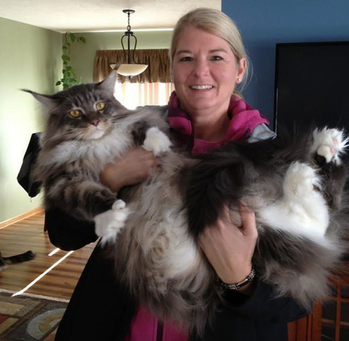 213 Of The Fluffiest Cats In The World 213 Of The Fluffiest Cats In The World