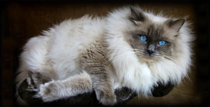 213 Of The Fluffiest Cats In The World 213 Of The Fluffiest Cats In The World