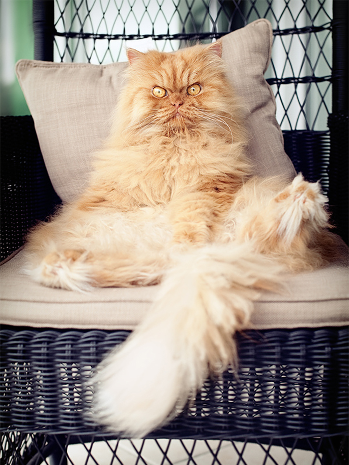 213 Of The Fluffiest Cats In The World 213 Of The Fluffiest Cats In The World