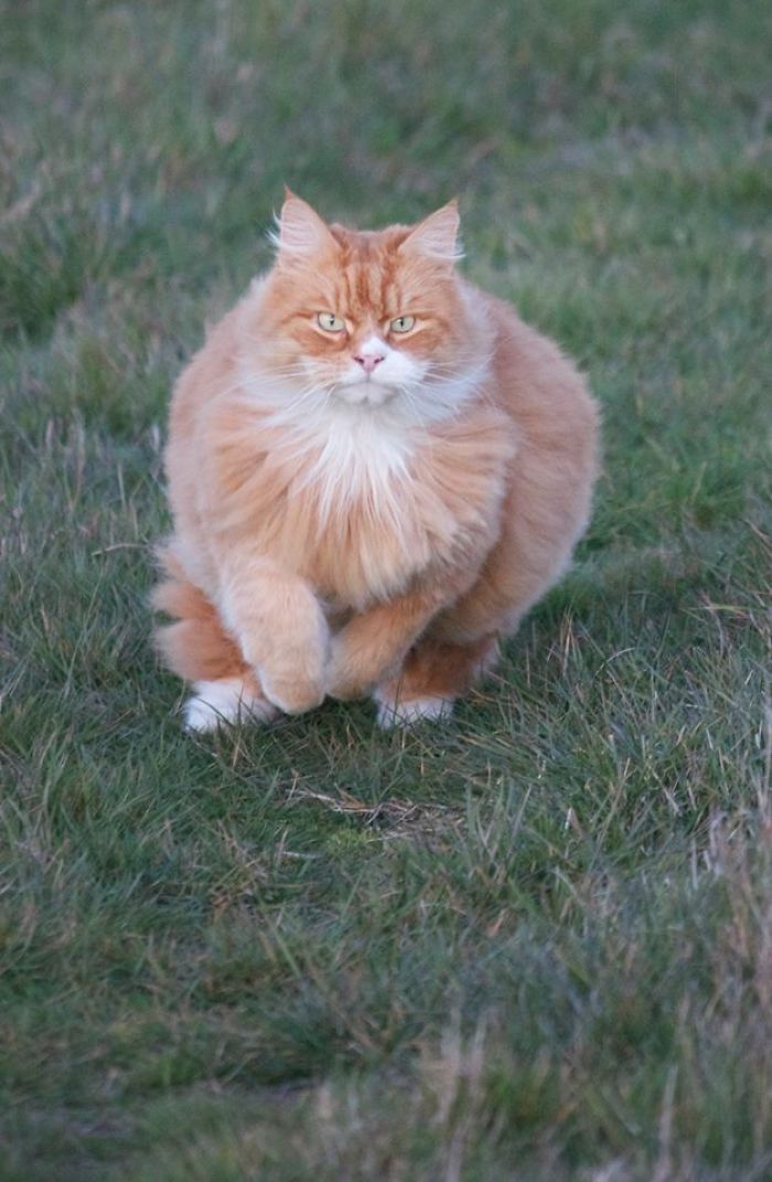 213 Of The Fluffiest Cats In The World 213 Of The Fluffiest Cats In The World