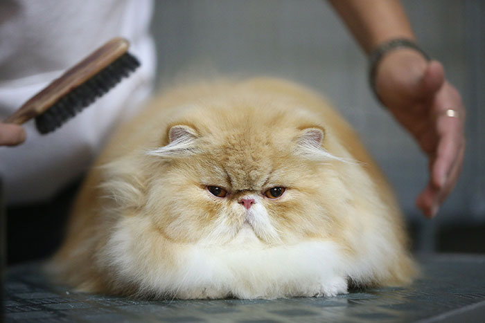 213 Of The Fluffiest Cats In The World 213 Of The Fluffiest Cats In The World