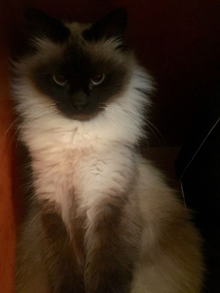 213 Of The Fluffiest Cats In The World 213 Of The Fluffiest Cats In The World