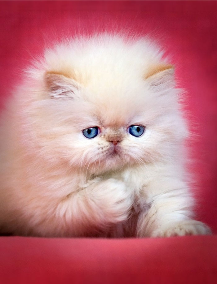 213 Of The Fluffiest Cats In The World 213 Of The Fluffiest Cats In The World