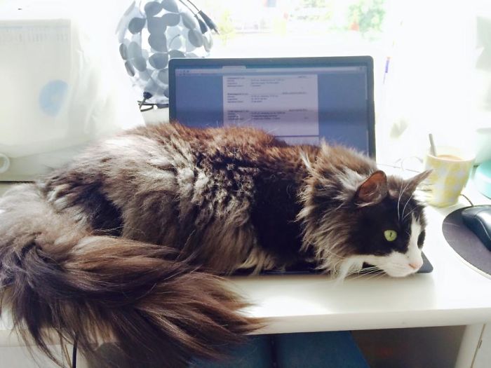 213 Of The Fluffiest Cats In The World 213 Of The Fluffiest Cats In The World