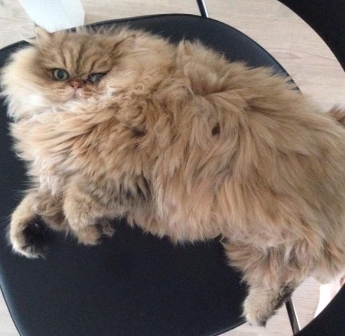213 Of The Fluffiest Cats In The World 213 Of The Fluffiest Cats In The World
