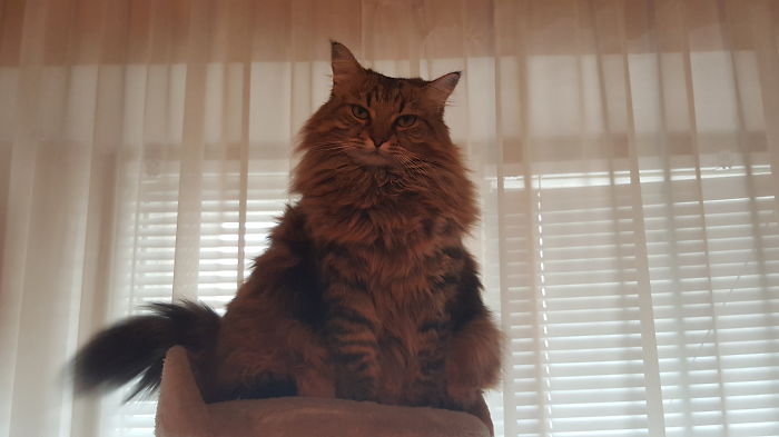 213 Of The Fluffiest Cats In The World 213 Of The Fluffiest Cats In The World