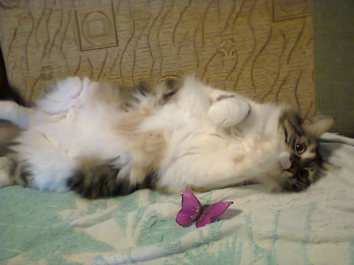 213 Of The Fluffiest Cats In The World 213 Of The Fluffiest Cats In The World