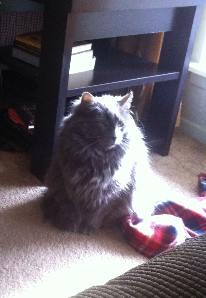 213 Of The Fluffiest Cats In The World 213 Of The Fluffiest Cats In The World