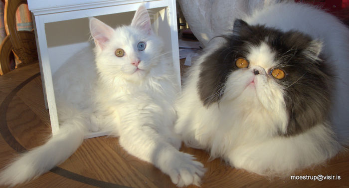 213 Of The Fluffiest Cats In The World 213 Of The Fluffiest Cats In The World