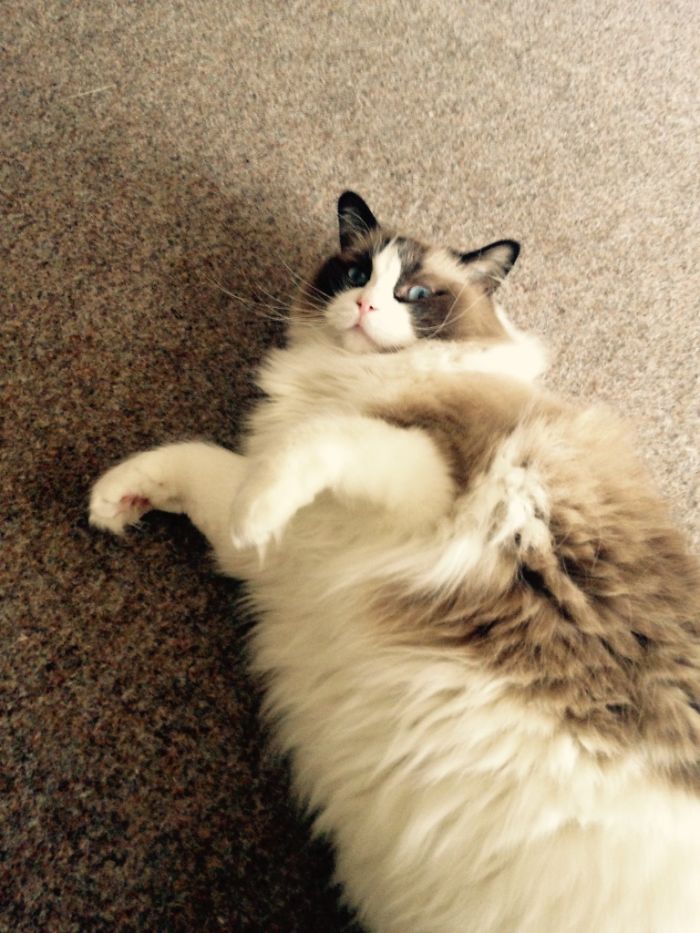 213 Of The Fluffiest Cats In The World