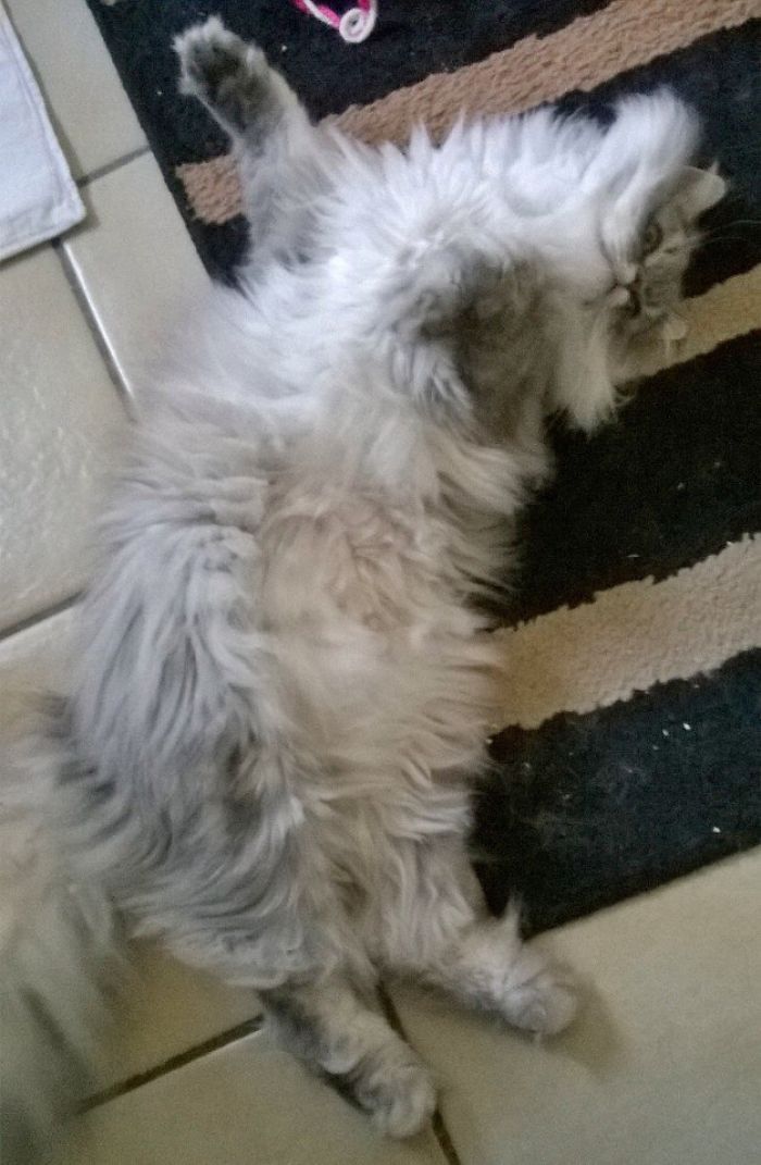 213 Of The Fluffiest Cats In The World 213 Of The Fluffiest Cats In The World