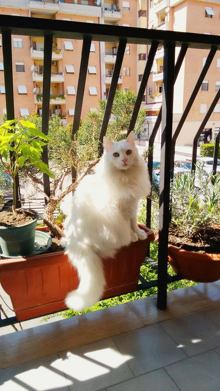 213 Of The Fluffiest Cats In The World 213 Of The Fluffiest Cats In The World