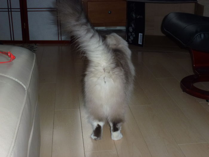 213 Of The Fluffiest Cats In The World 213 Of The Fluffiest Cats In The World