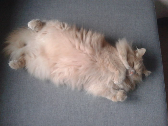 213 Of The Fluffiest Cats In The World 213 Of The Fluffiest Cats In The World