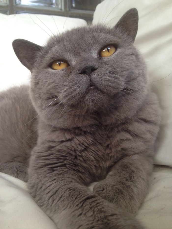 213 Of The Fluffiest Cats In The World 213 Of The Fluffiest Cats In The World