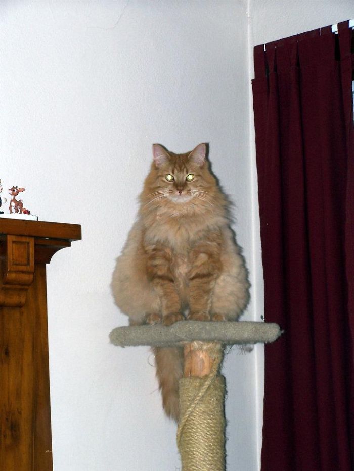 213 Of The Fluffiest Cats In The World 213 Of The Fluffiest Cats In The World